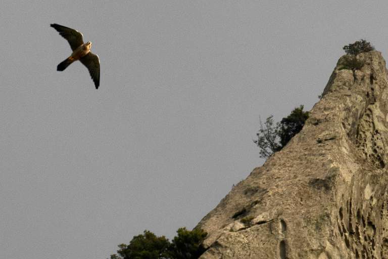 Flora e fauna Flora e fauna