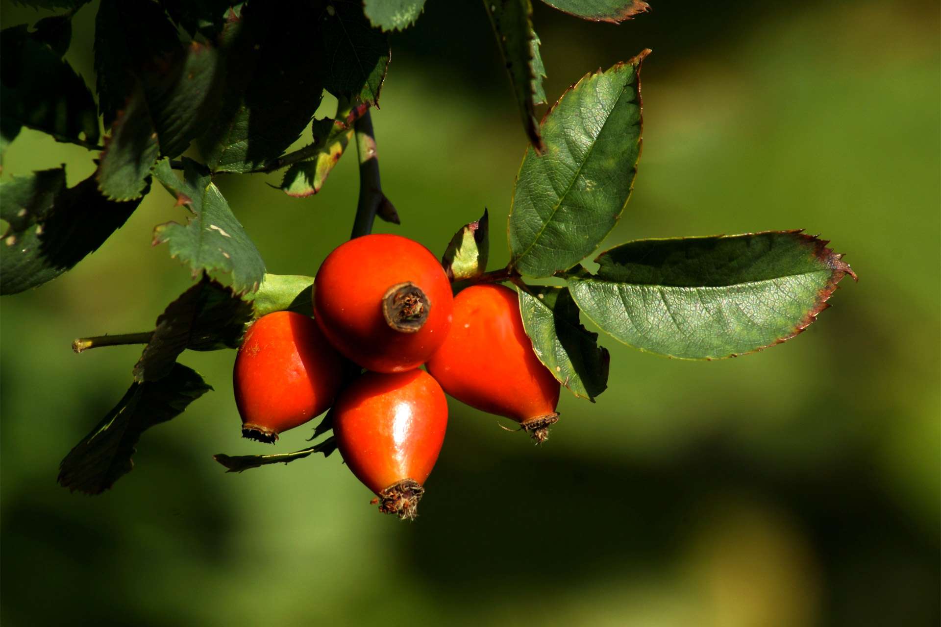 Le mille virtù della rosa canina Le mille virtù della rosa canina