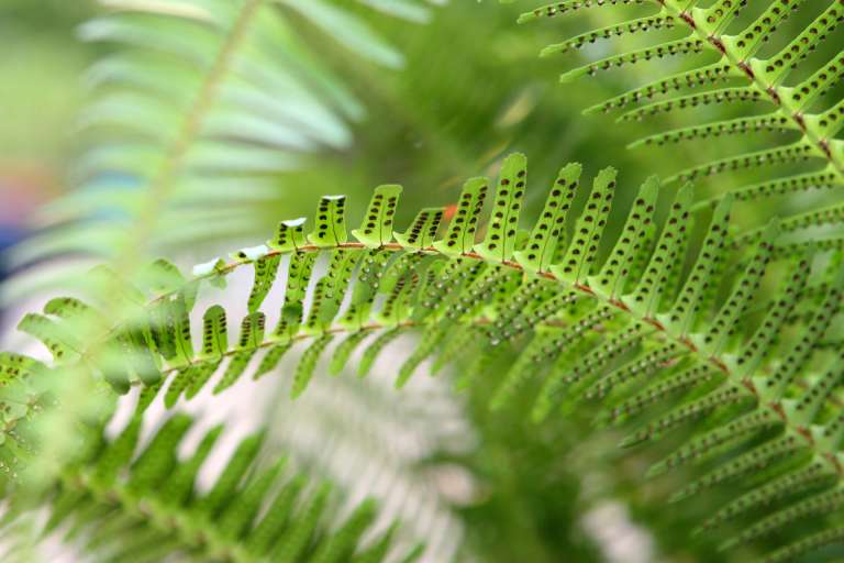 Piante rare e antiche felci: la flora dell’isola di Ischia