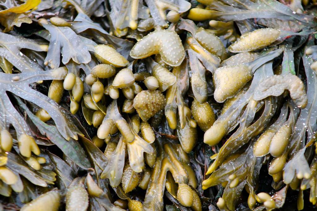 anticellulite naturale