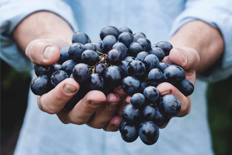 Il vino cotto, dolce sciroppo della tradizione rurale ischitana Il vino cotto, dolce sciroppo della tradizione rurale ischitana